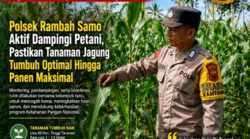 Polri Hadir Di Tengah Petani, Polsek Rambah Samo Kawal Ketahanan Pangan Nasional Lewat Pendampingan Jagung