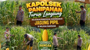 Dorong Swasembada Pangan, Kapolsek Panipahan Intensif Awasi Perkembangan Jagung Pipil