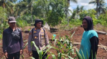 Perkuat Sinergi dengan Warga, Kapolsek Panipahan Monitoring Jagung Pipil sebagai Wujud Dukungan Ketahanan Pangan