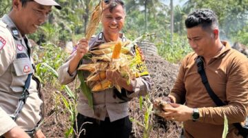 Perkuat Ketahanan Pangan Nasional, Polsek Panipahan Aktif Dampingi Petani Panen Jagung