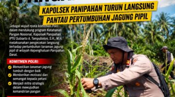 Polri dan Petani Bersinergi, Kapolsek Panipahan Cek Perkembangan Jagung Pipil